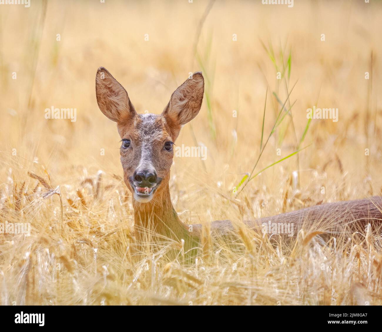 Il cervo sorride al fotografo. Aberdeenshire, Scozia: QUESTE ADORABILI foto mostrano un cervo sorridente alla macchina fotografica, che si apre da un campo di grano fo Foto Stock