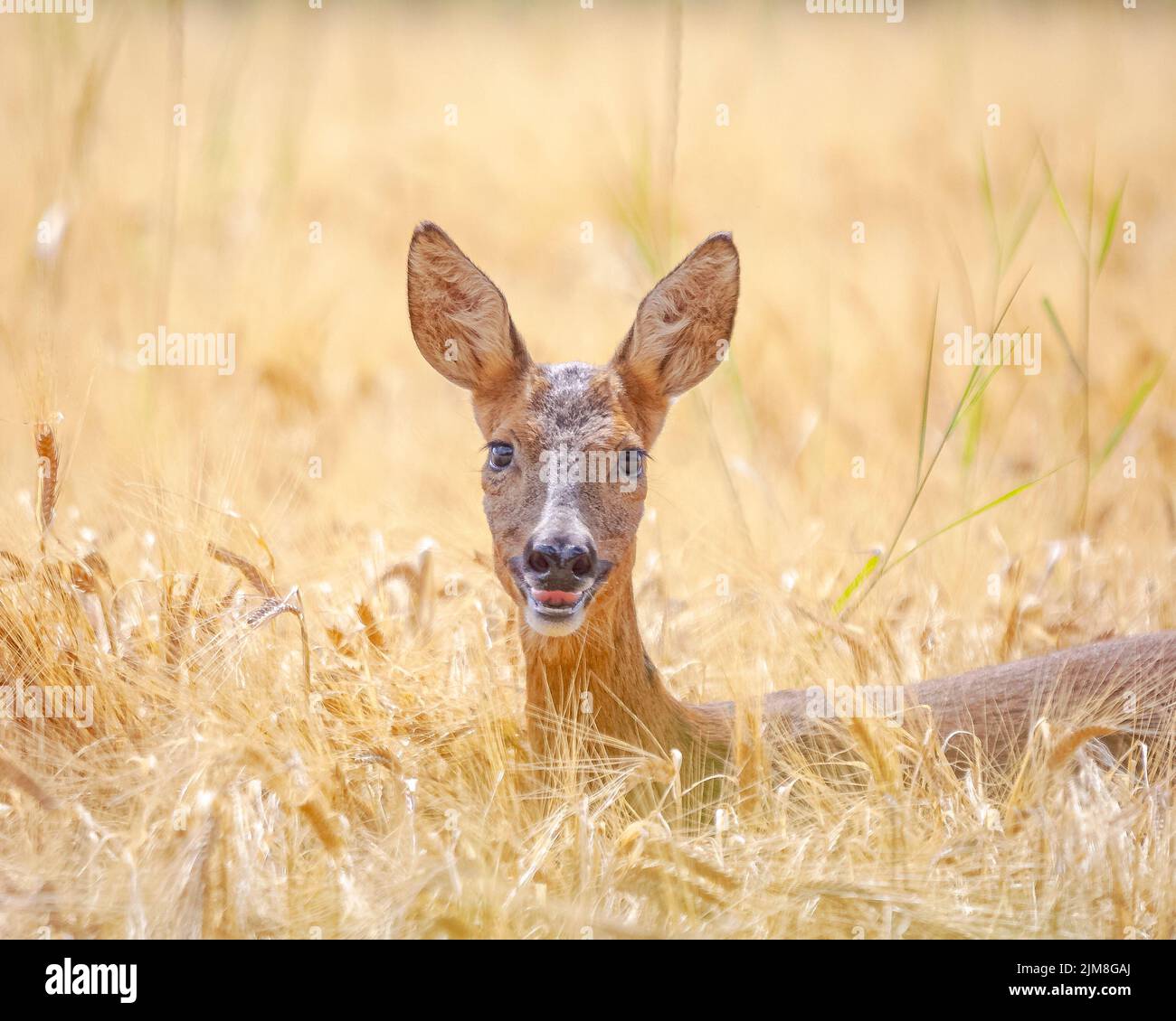 Il cervo rosso è uno dei più grandi cervi del mondo. Aberdeenshire, Scozia: QUESTE ADORABILI foto mostrano un cervo sorridente alla fotocamera, che si apre o Foto Stock