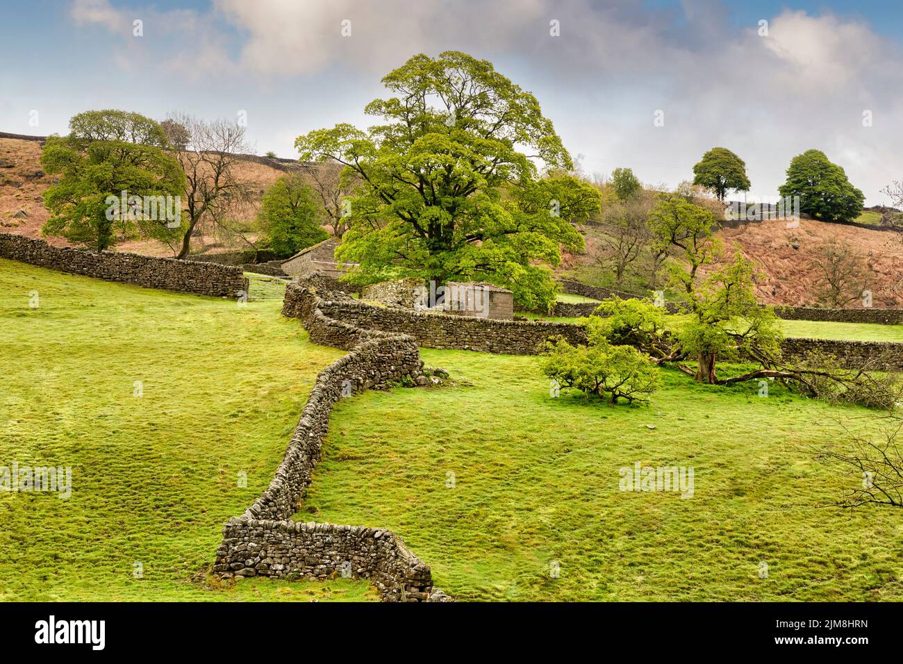 Un tipico paesaggio murario a secco nello Yorkshire Dales, con splendidi alberi di verde primaverile. Foto Stock