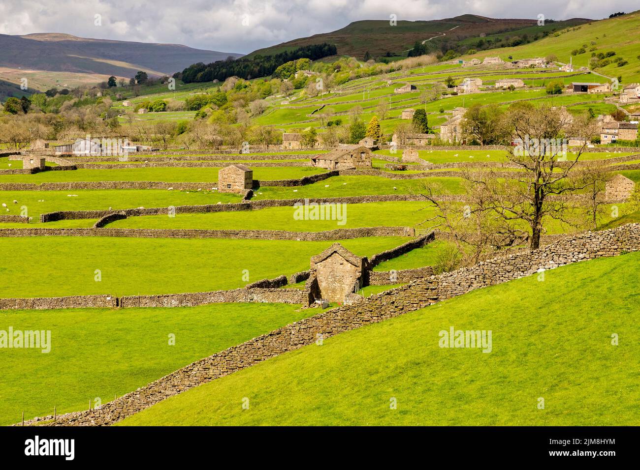 Tipico paesaggio delle valli dello Yorkshire a Swaledale, con fienili, pecore e muri di pietra a secco. Foto Stock