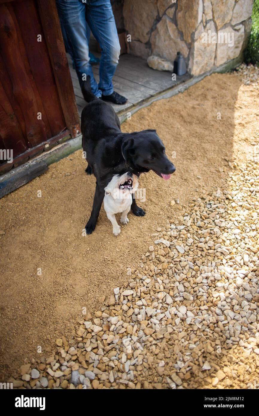 Due cani gioco lotta in cortile Dog lotta in esterno piccolo cane attacco cane più grande Foto Stock