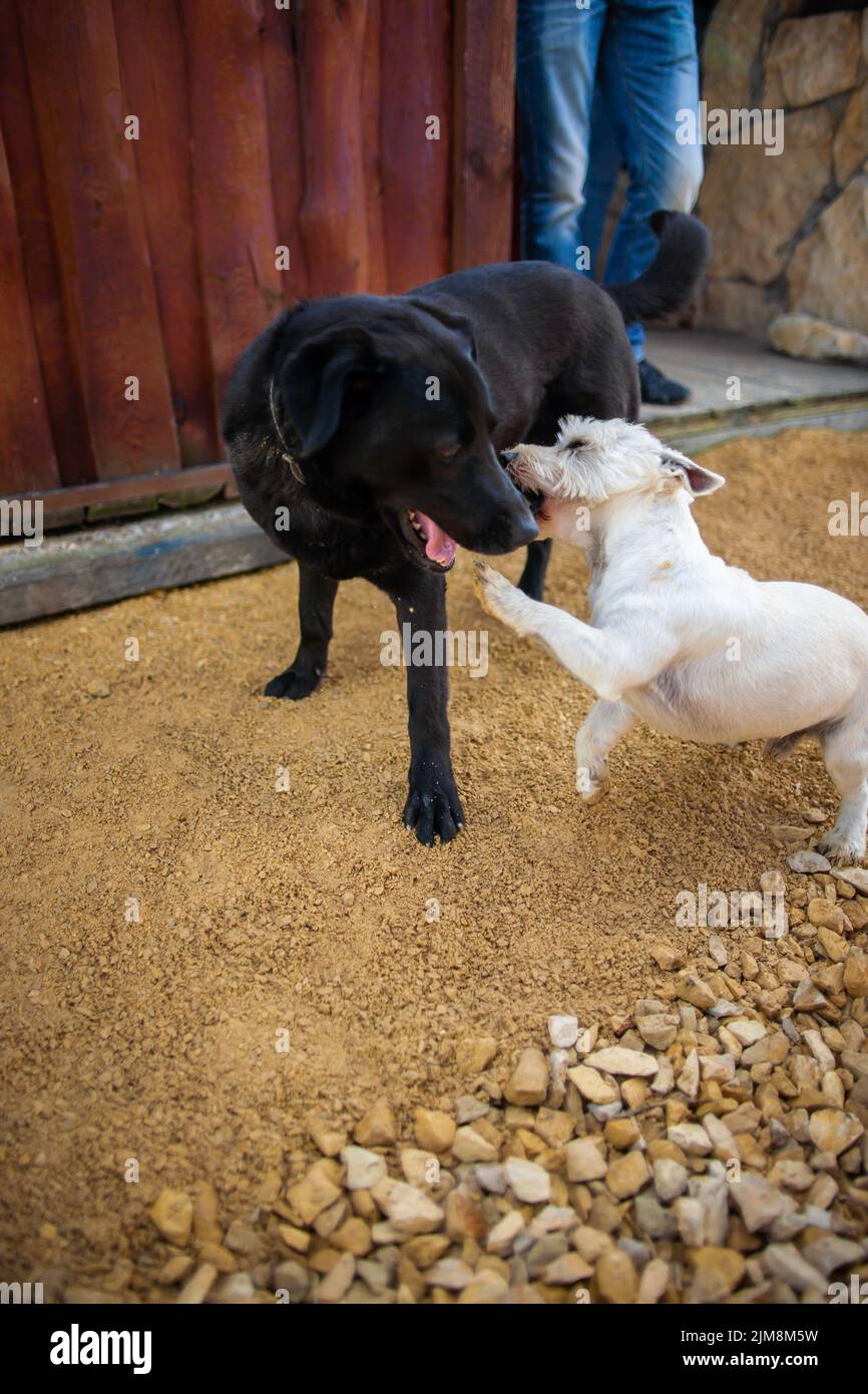 Due cani gioco lotta in cortile Dog lotta in esterno piccolo cane attacco cane più grande Foto Stock