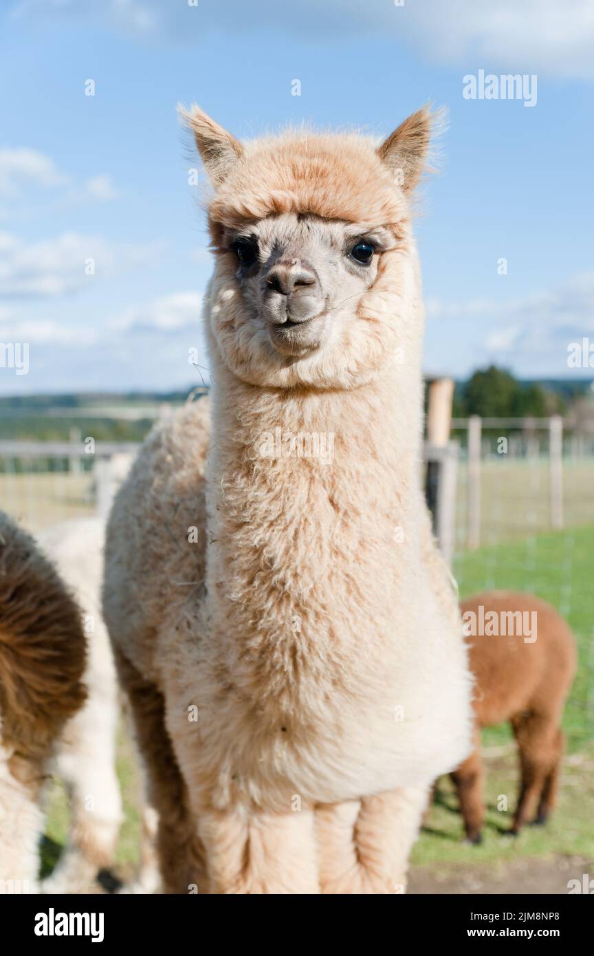 Giovane Alpaca soffice Foto Stock