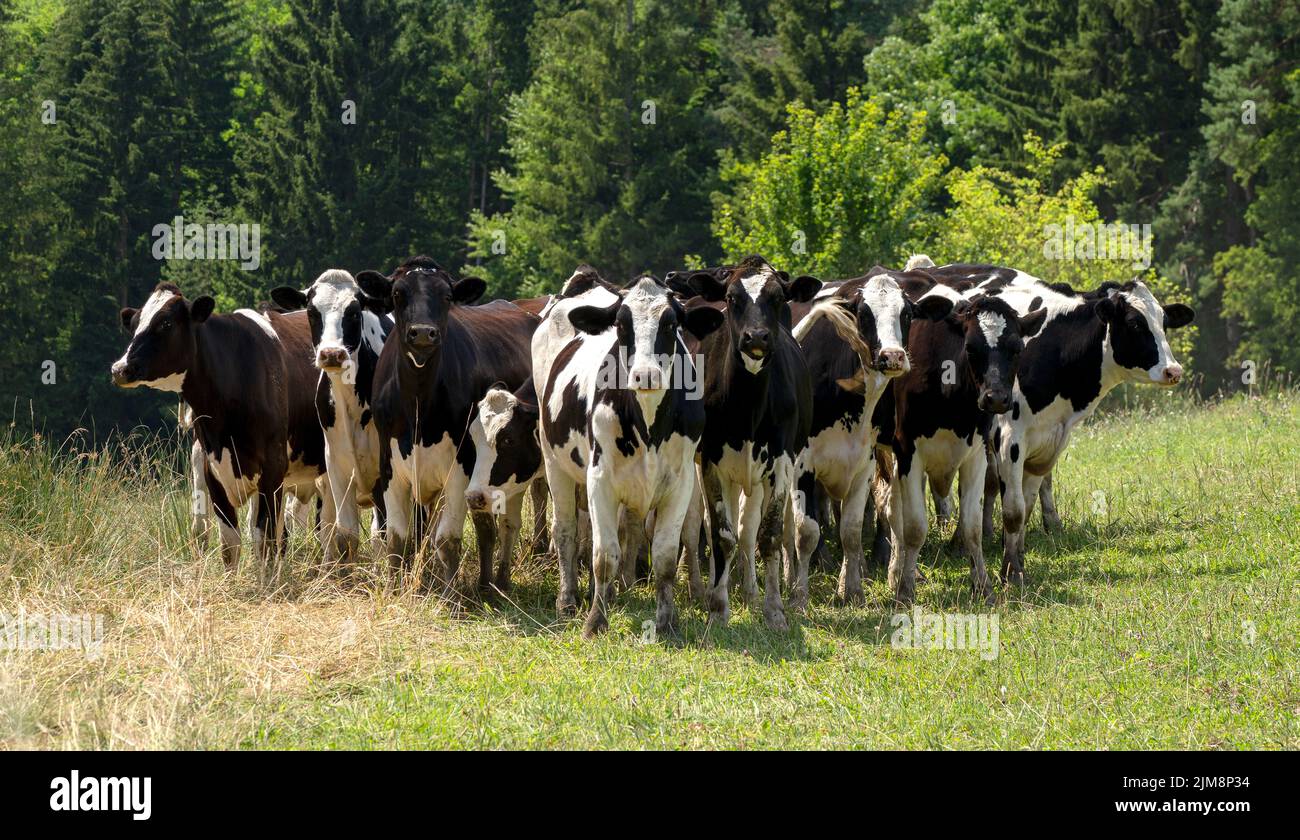 Piccolo gruppo di mucche bianche e nere in piedi su un prato e guardando nella macchina fotografica Foto Stock