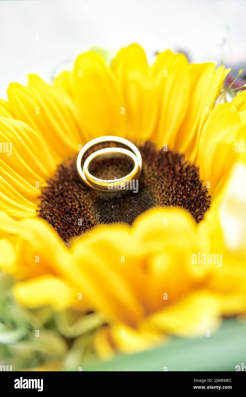 Anelli di nozze su Sun Flower Foto Stock