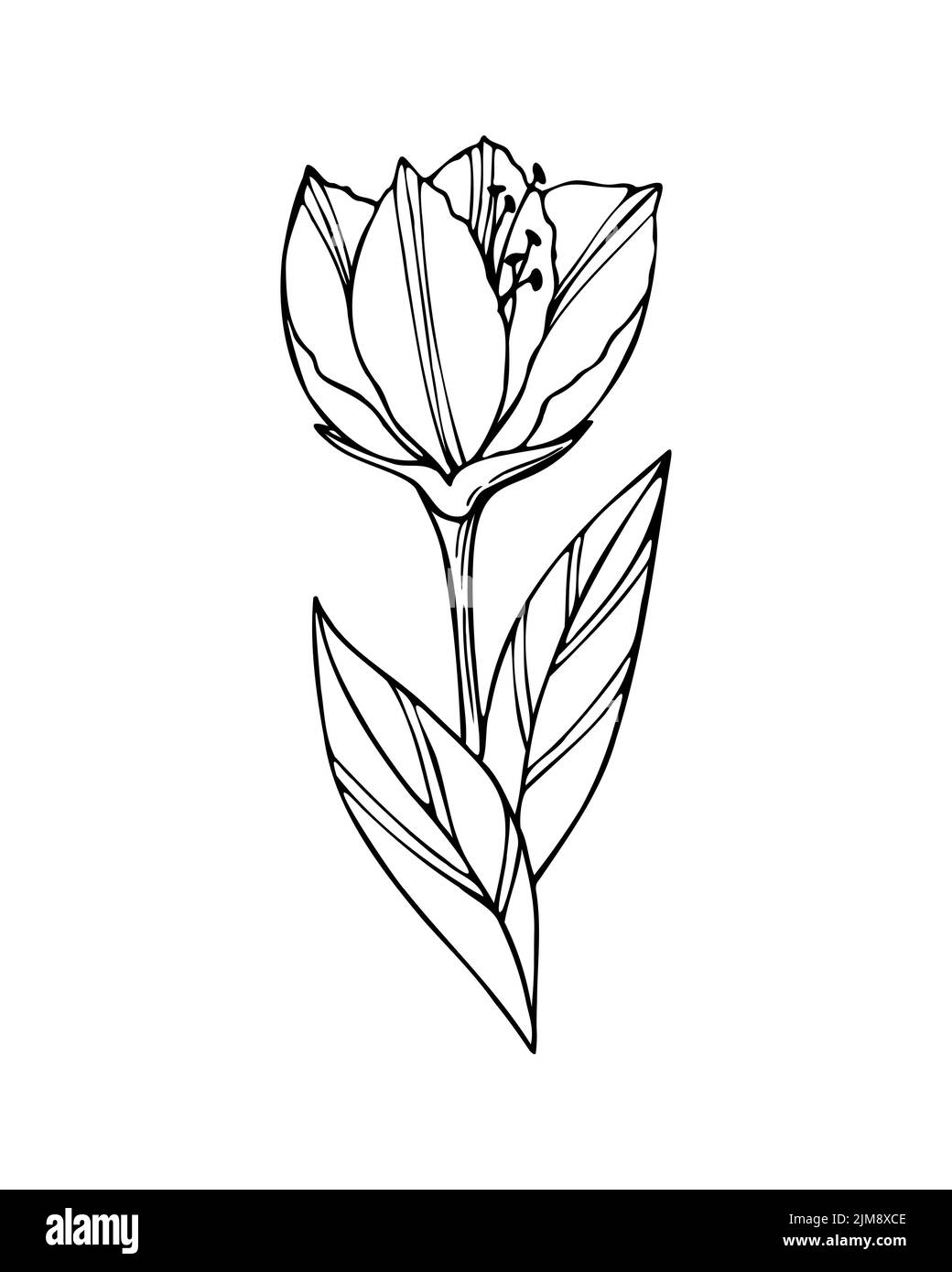 Flower one doodle profilo linea scura, nessun colore, isolato, elemento design. Illustrazione vettoriale Illustrazione Vettoriale