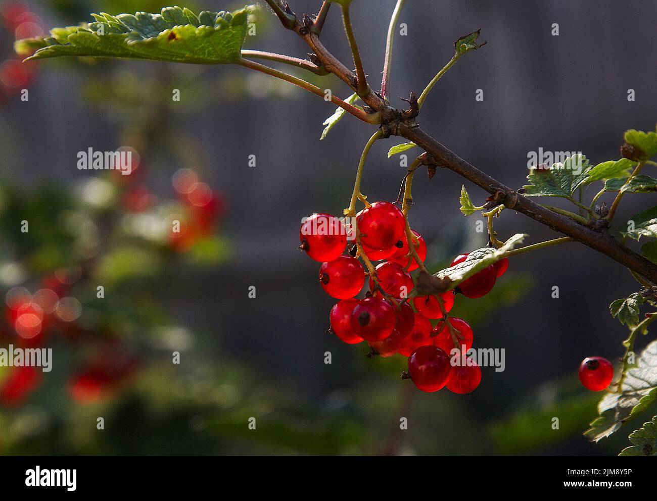 Sono apparse bacche di un ribes rosso Foto Stock