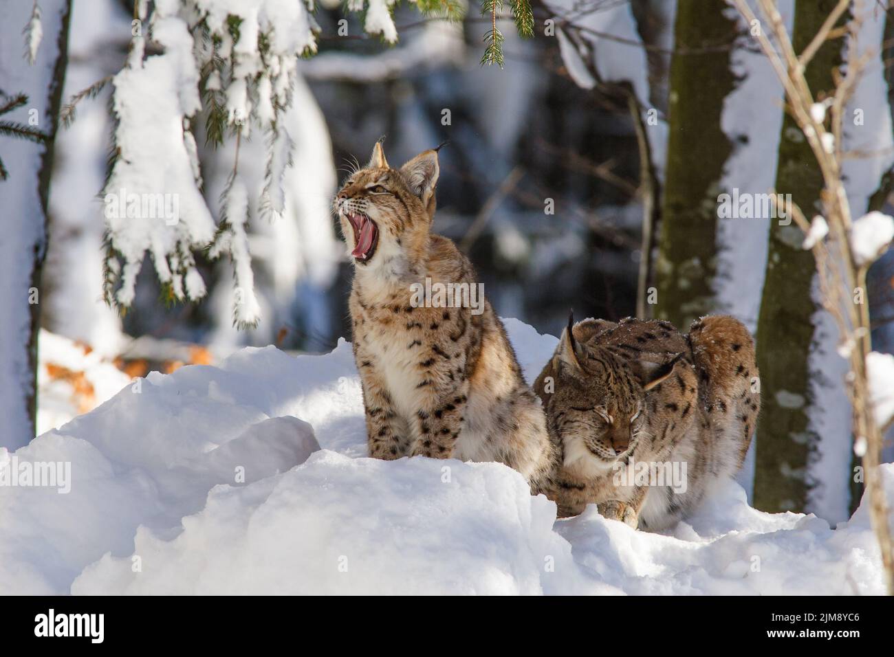 2 che mostra i denti Foto Stock