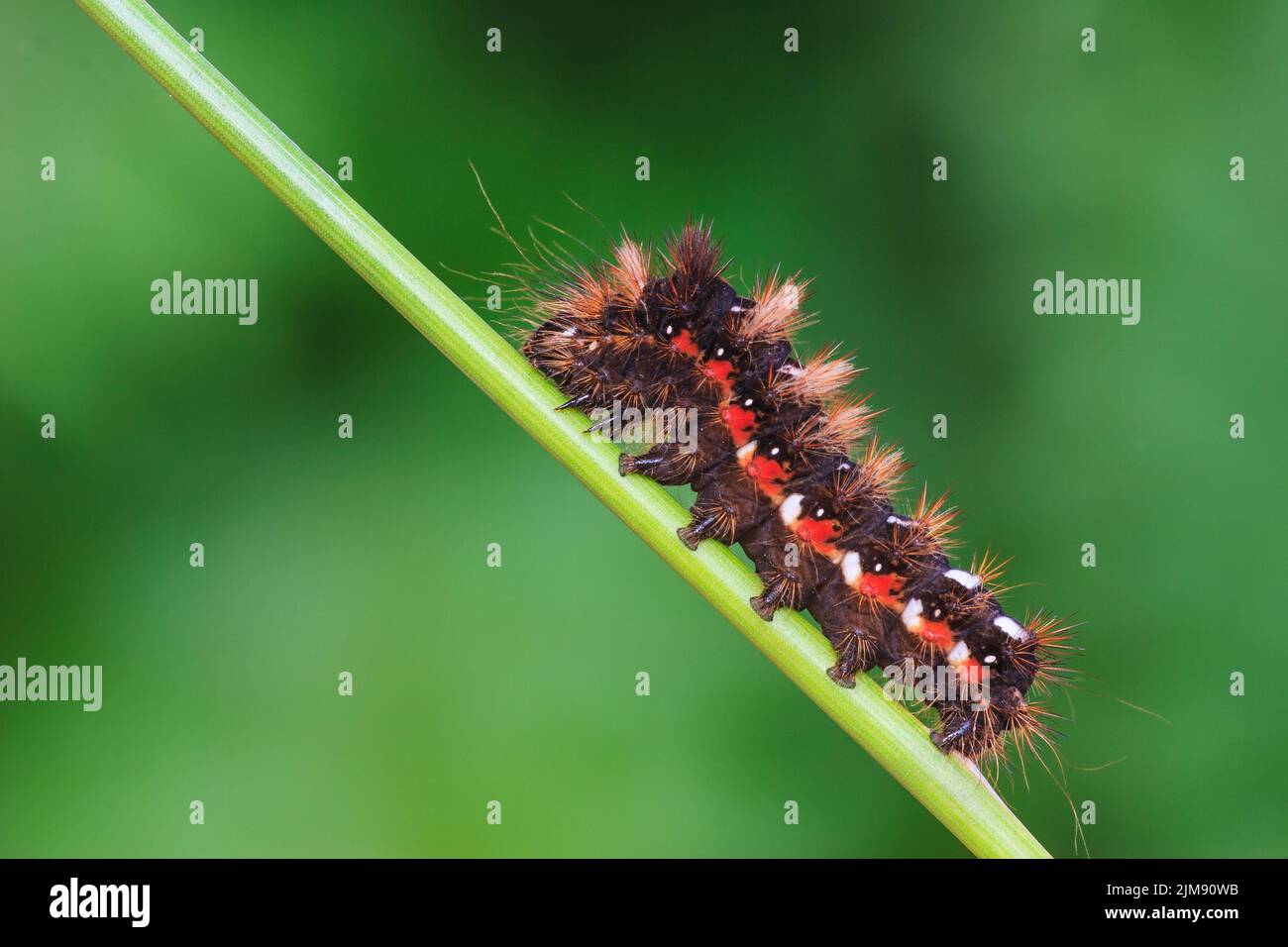 Erba nodo caterpillar Foto Stock