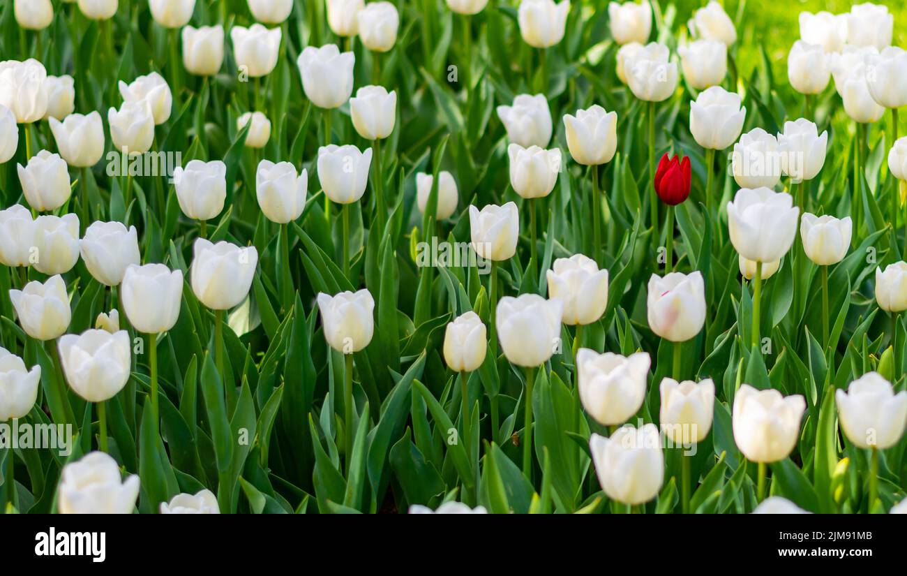 Un singolo tulipano rosso sta crescendo in campo di tulipani bianchi. Concetto di eccezionalità e unicità. Foto Stock