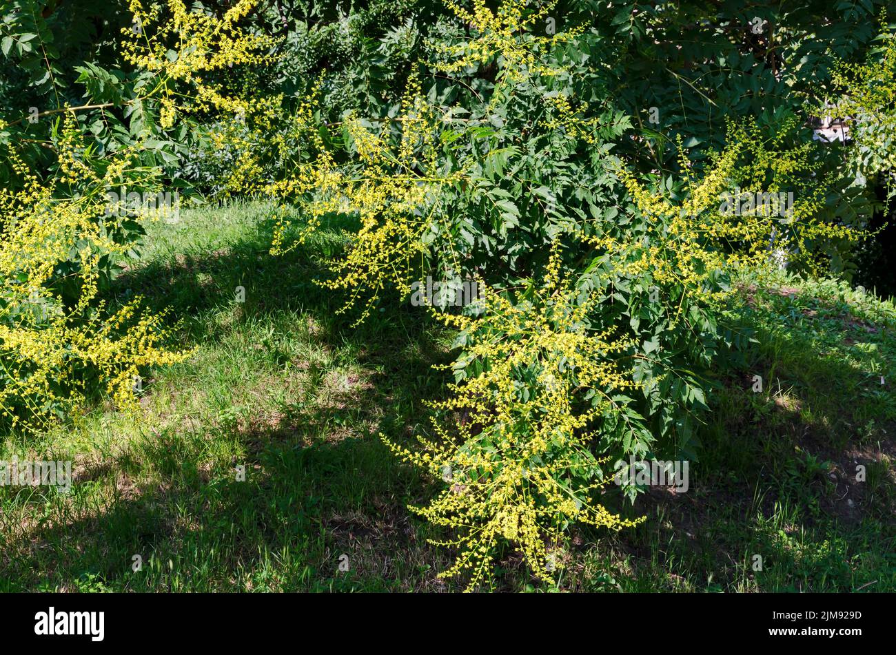 Ramoscello con foglie e fiore di un albero celeste o Ailanthus altissima, Sofia, Bulgaria Foto Stock