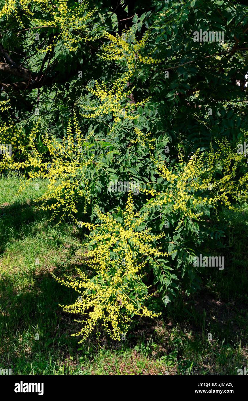 Ramoscello con foglie e fiore di un albero celeste o Ailanthus altissima, Sofia, Bulgaria Foto Stock