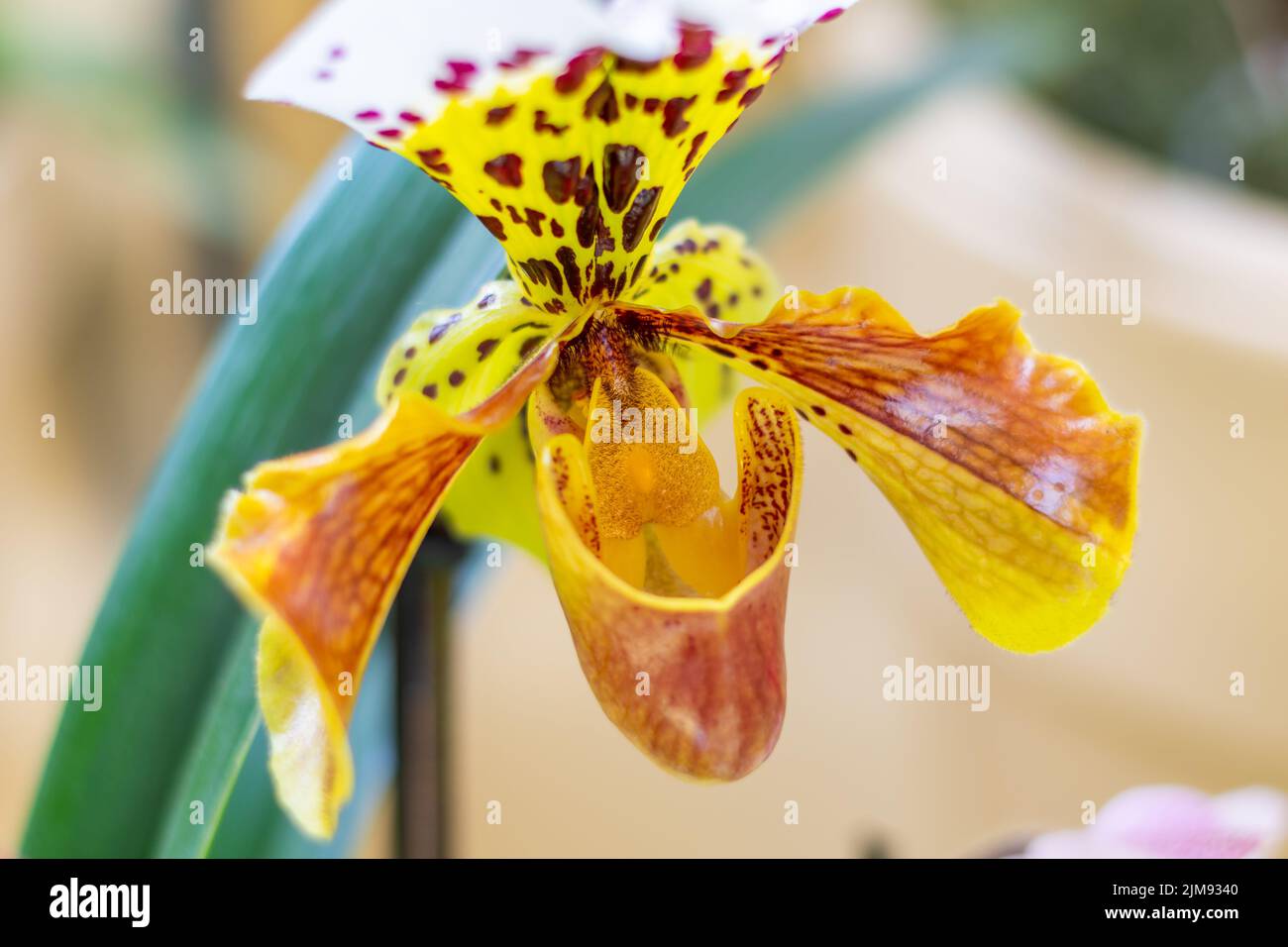 Closeup vista a fiore orchidea Phalaenopsis. Fiori multipli di colori varianti, vista macro dettaglio. Foto Stock