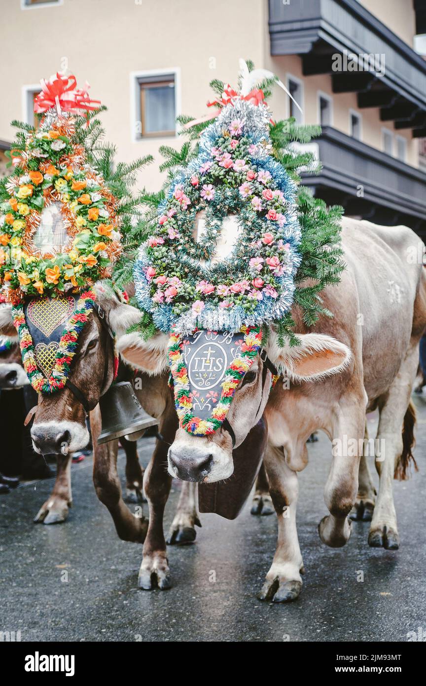 Mucche decorate in Austria Foto Stock