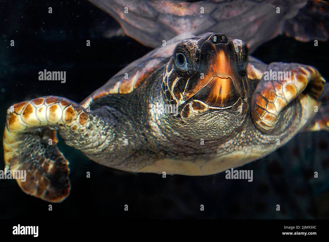 Hawksbill Turtle (Eretmochelys imbricata) Brisbane Foto Stock