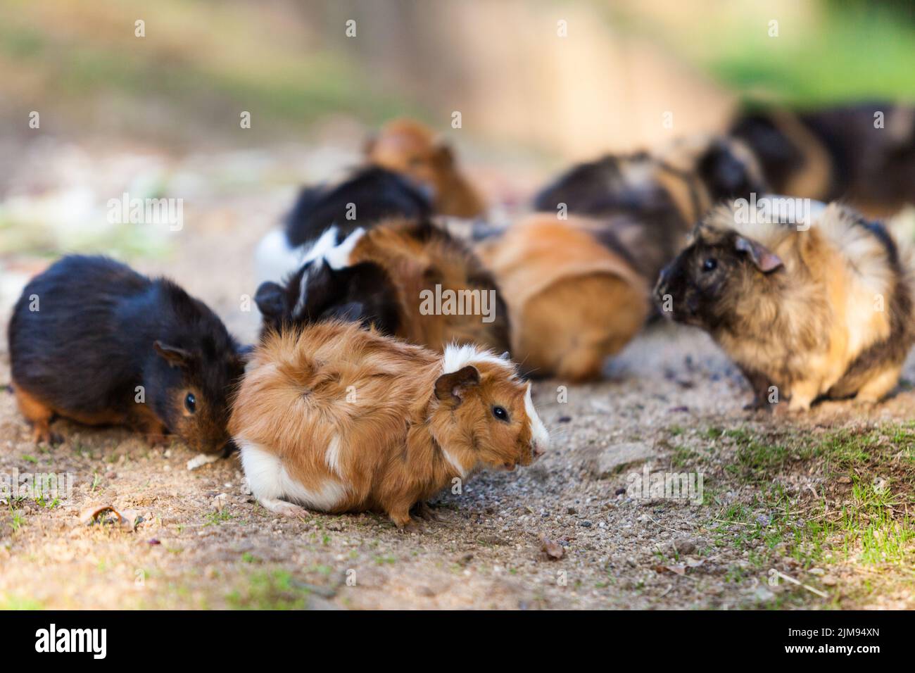 Cavie.cavia porcellus Foto Stock