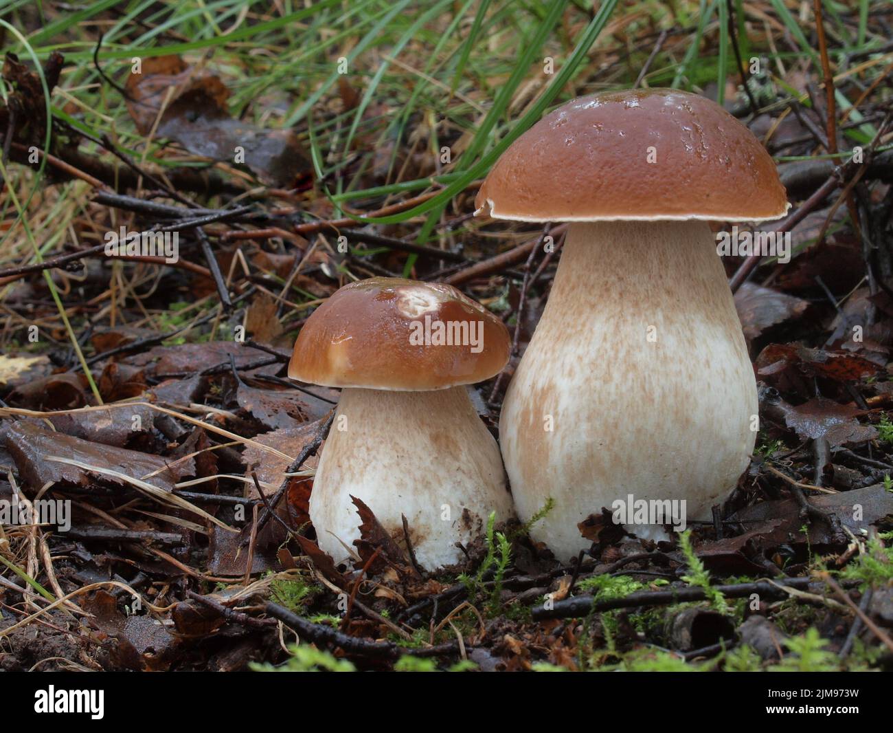 Cep, penny bun, porcino, Boletus edulis, Foto Stock