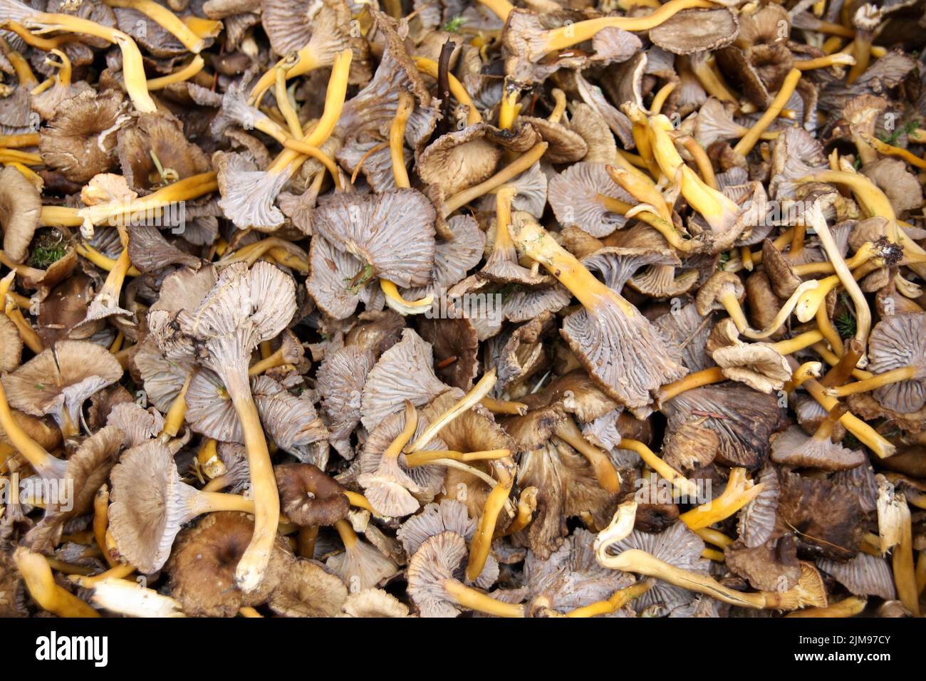 Fungo piede giallo (Cantharellus lutescens) venduto sul mercato Foto Stock