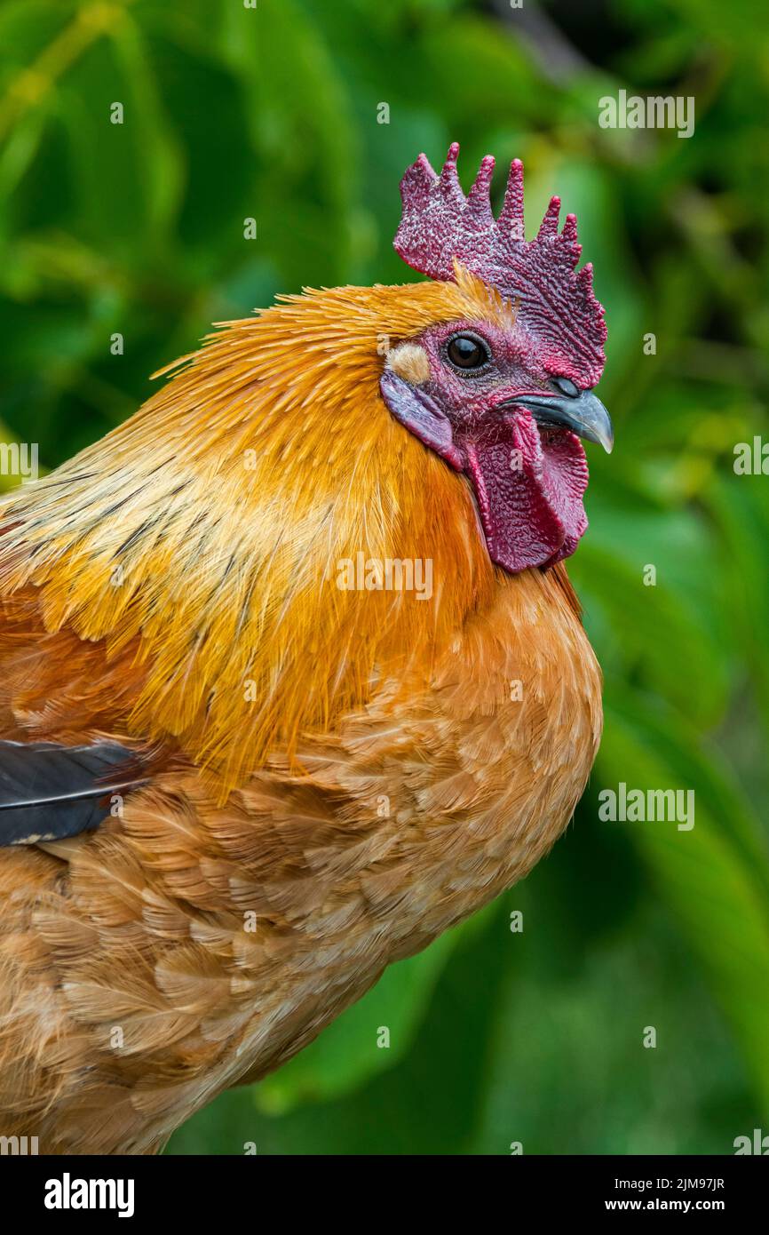 Primo piano di cazzo / gallo, pollo gratis a gamma allo zoo di animali domestici / fattoria per bambini Foto Stock