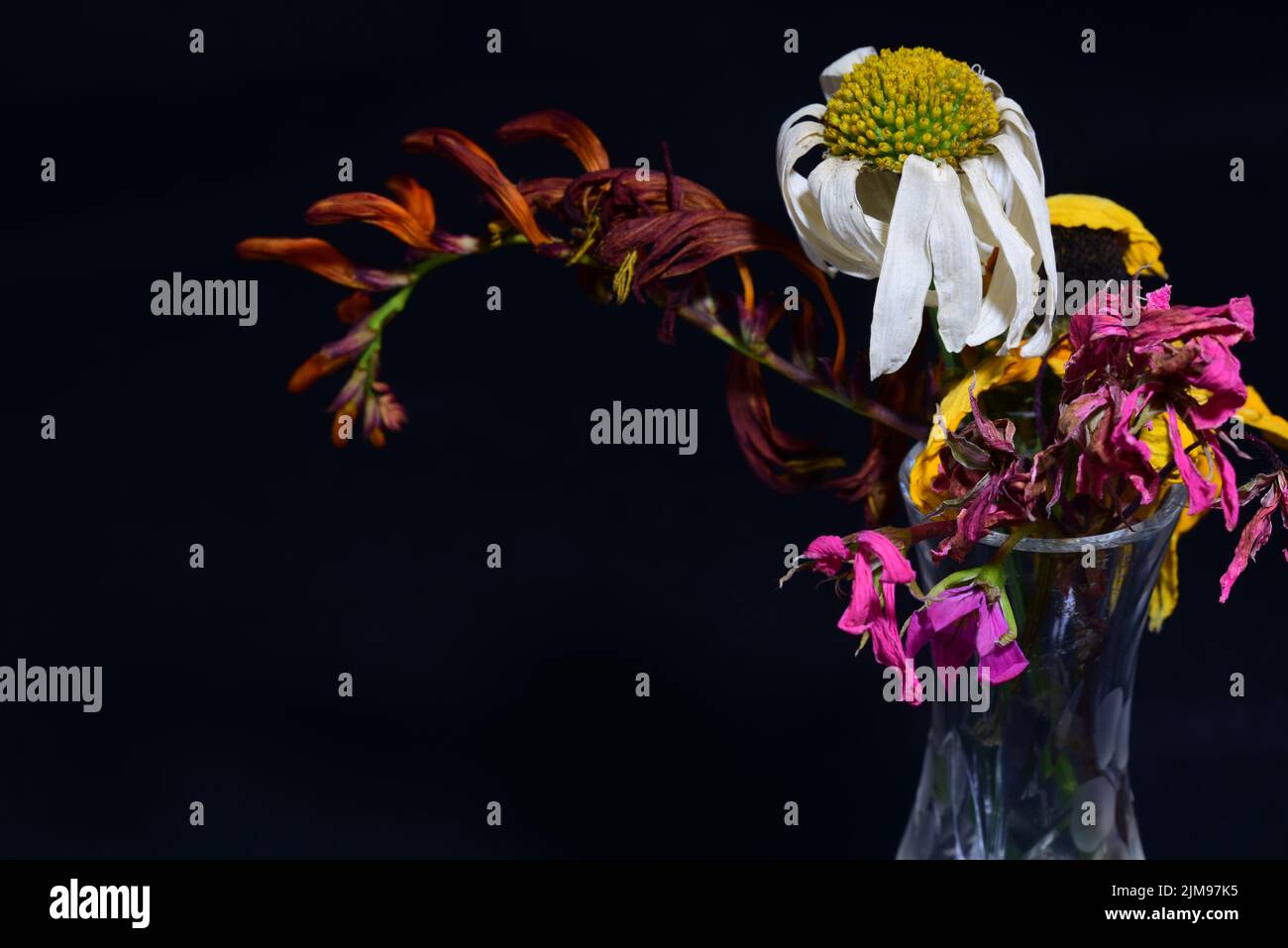 Morti i fiori in vaso Foto Stock