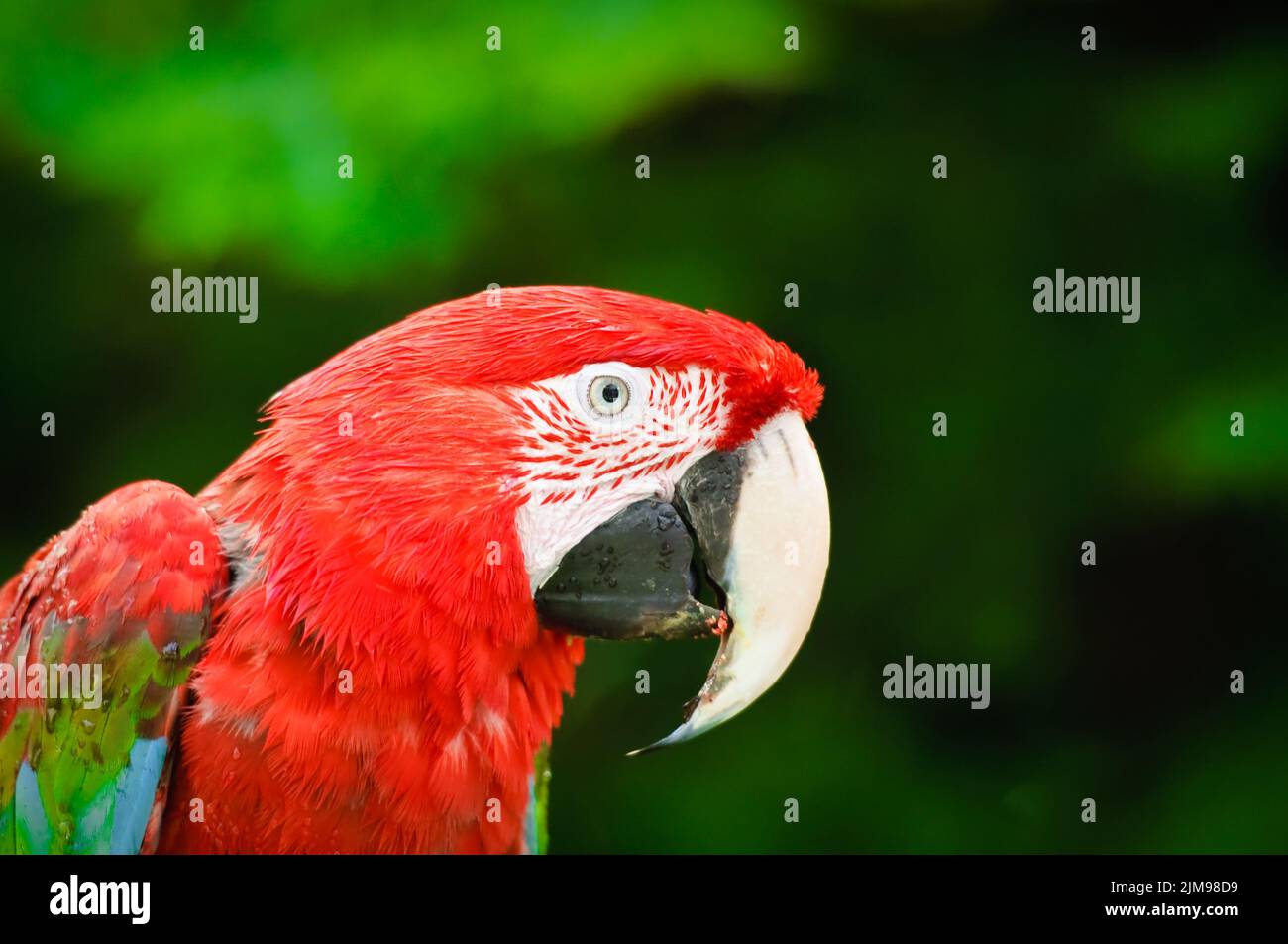 Red Parrot Foto Stock
