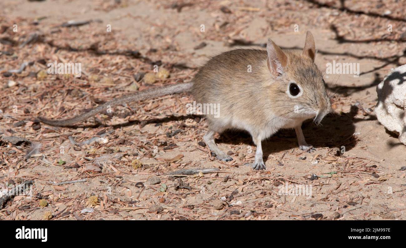 Bushveld Elephant Shrew (Elephantulus intufi) Kgalagadi Transfortier Park, Sudafrica. jpg Foto Stock