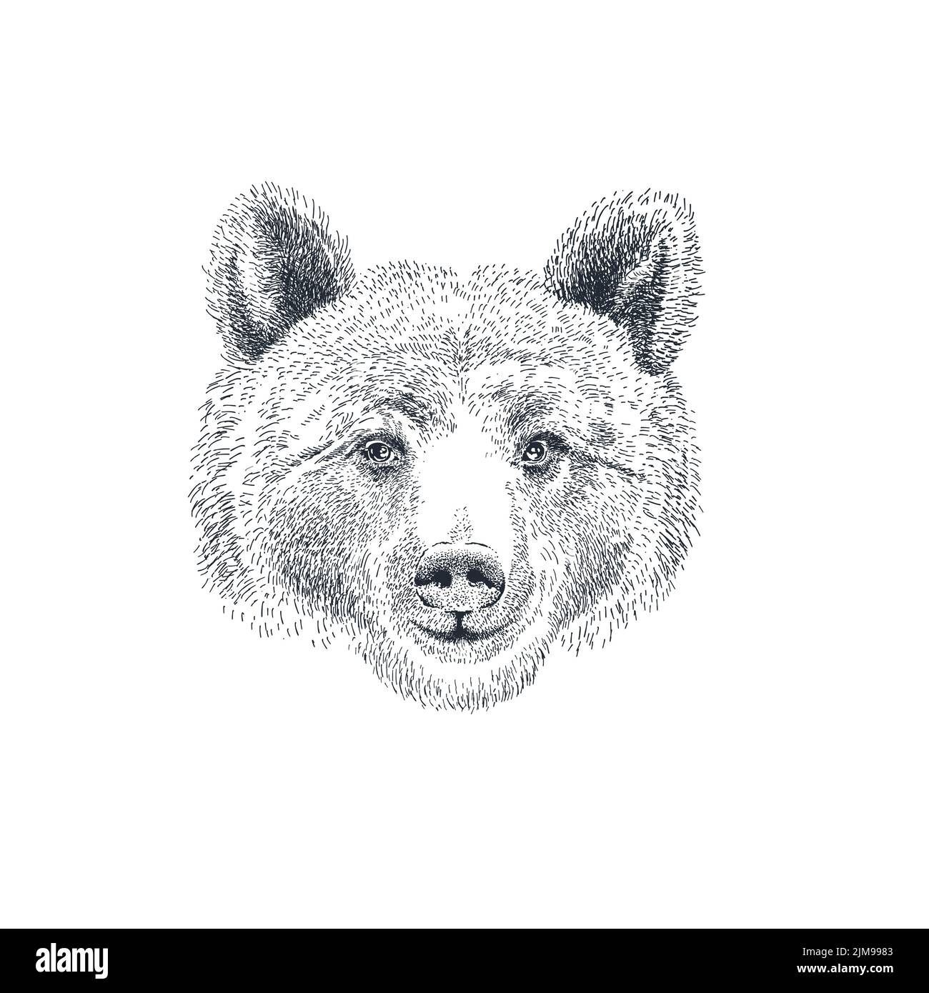 Testa dell'orso disegnata a mano nello stile di schizzo Illustrazione Vettoriale