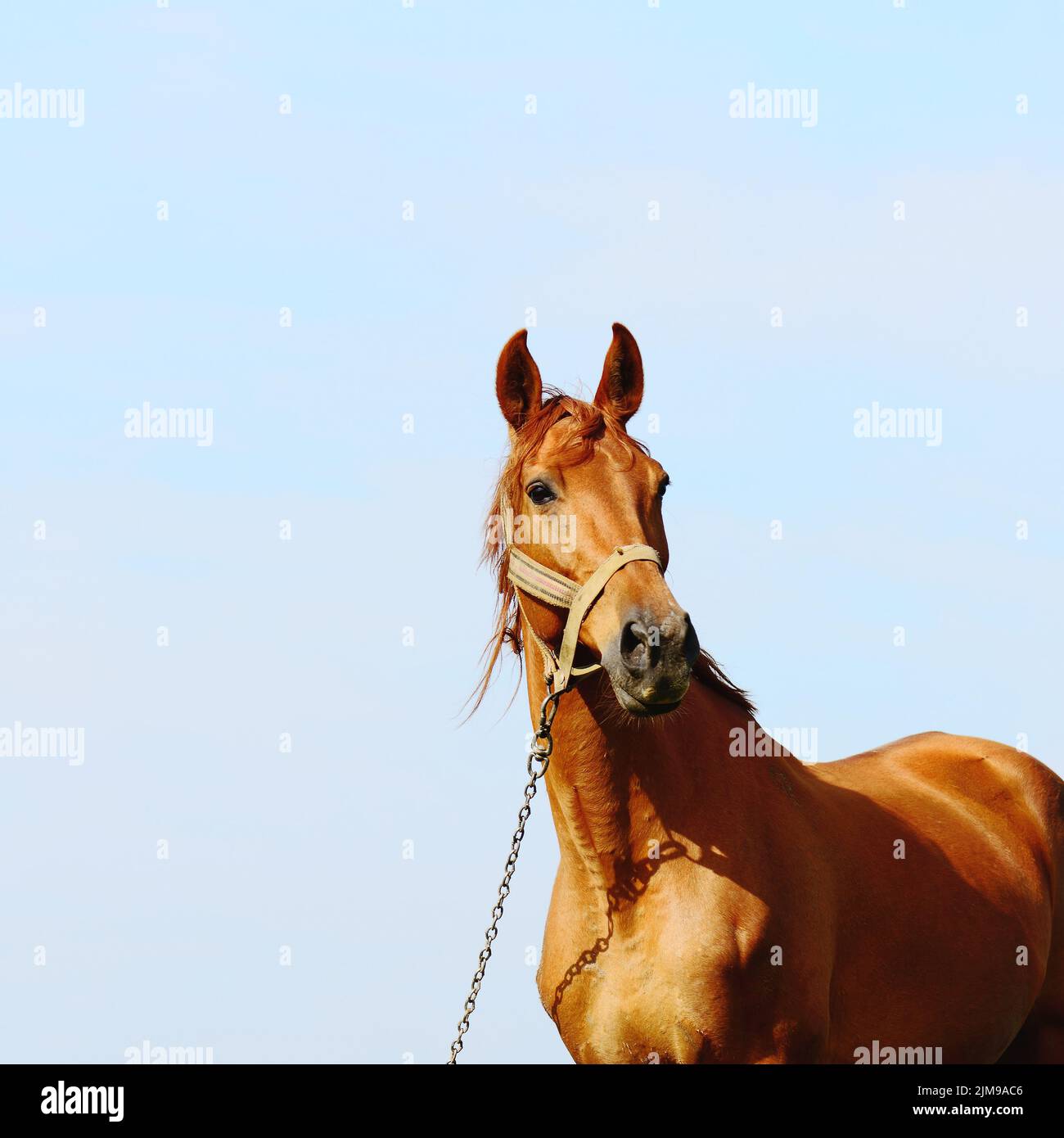 Cavallo in piedi sul campo da solo Foto Stock