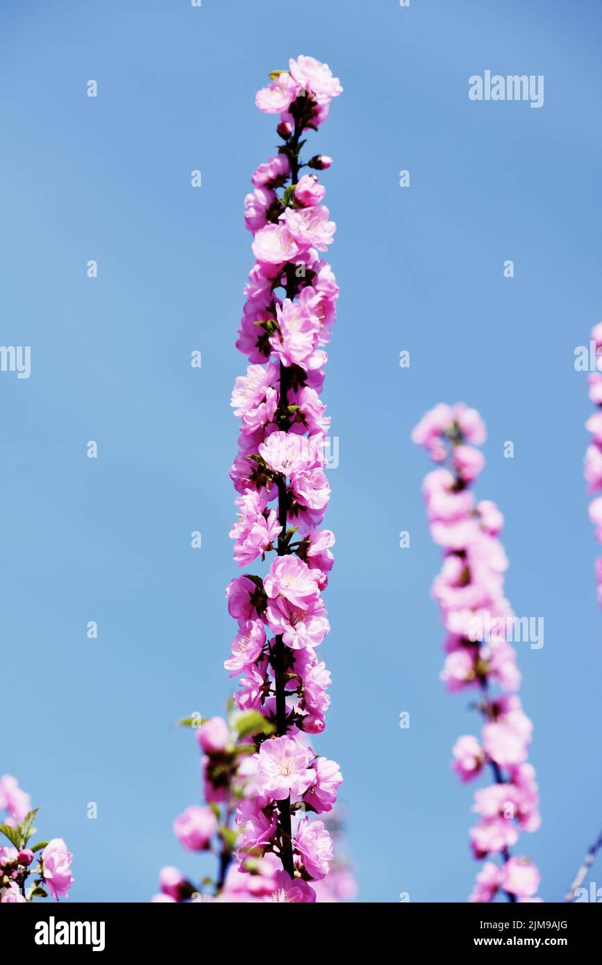 Rosa sakura Foto Stock