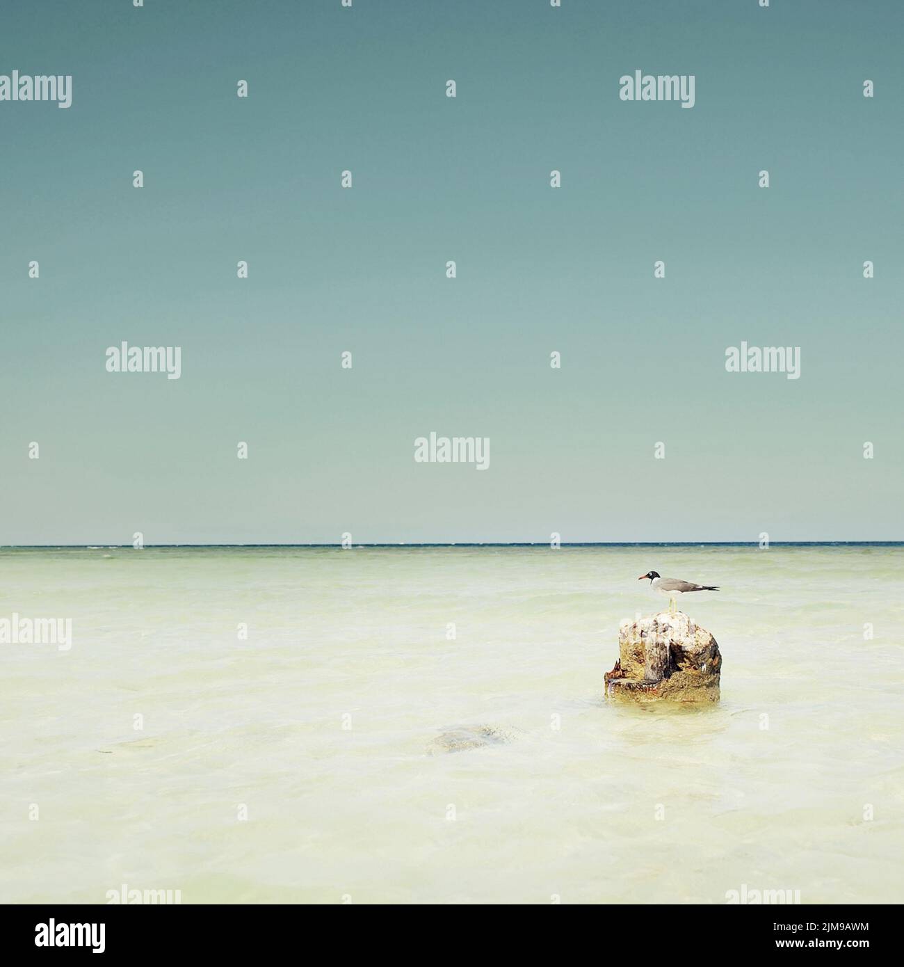 Uccello solitario su una pietra nel mare Foto Stock