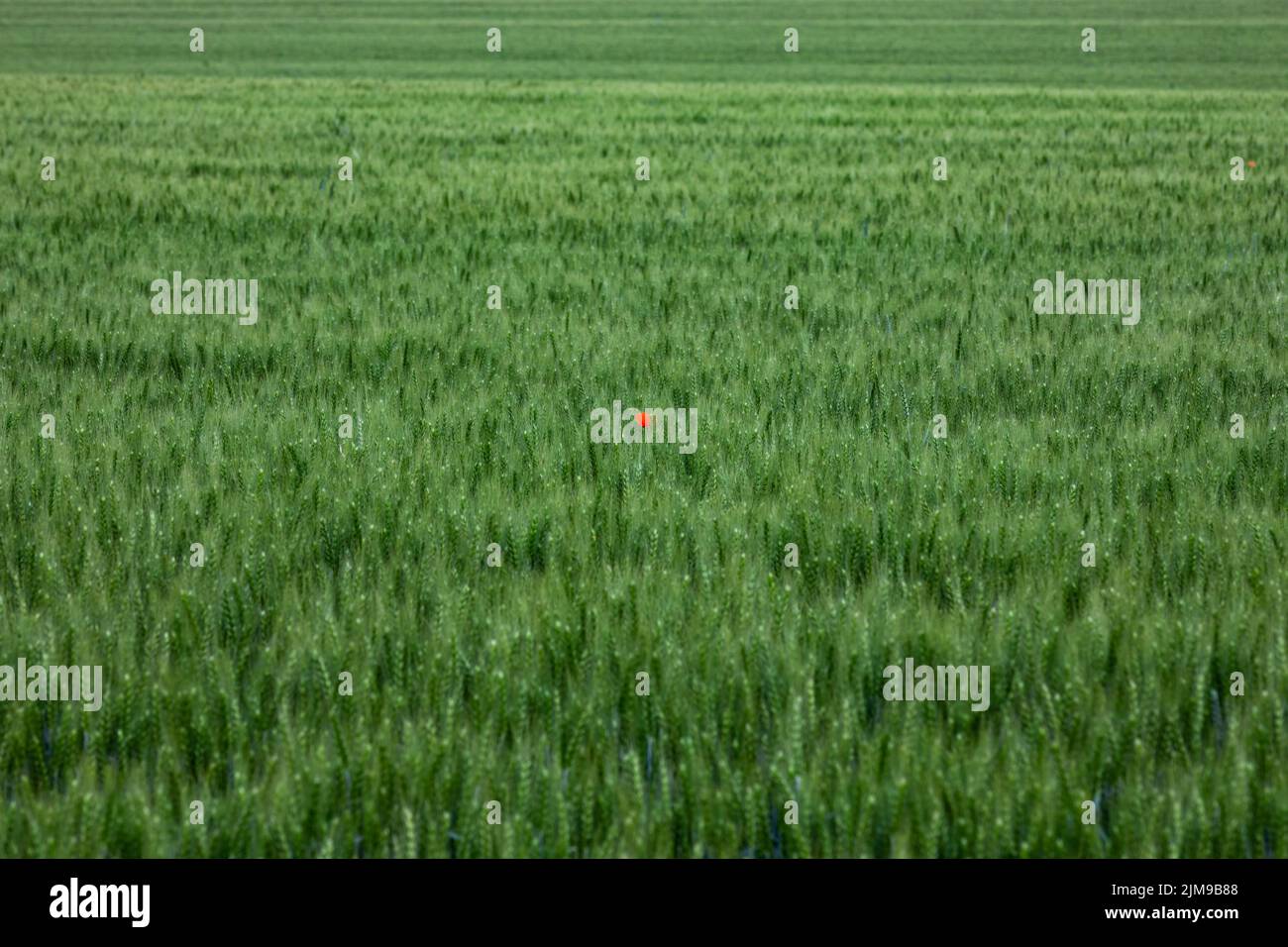 Un unico fiore di papavero nel mezzo del campo di grano verde nella Repubblica Ceca Foto Stock