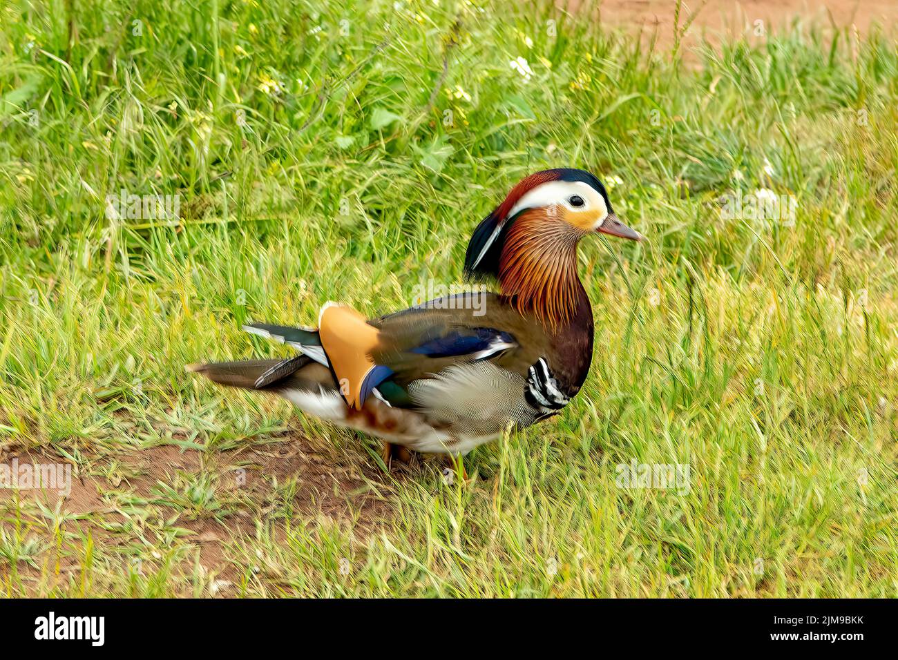 Anatra di mandarino, Aix galericulata Foto Stock