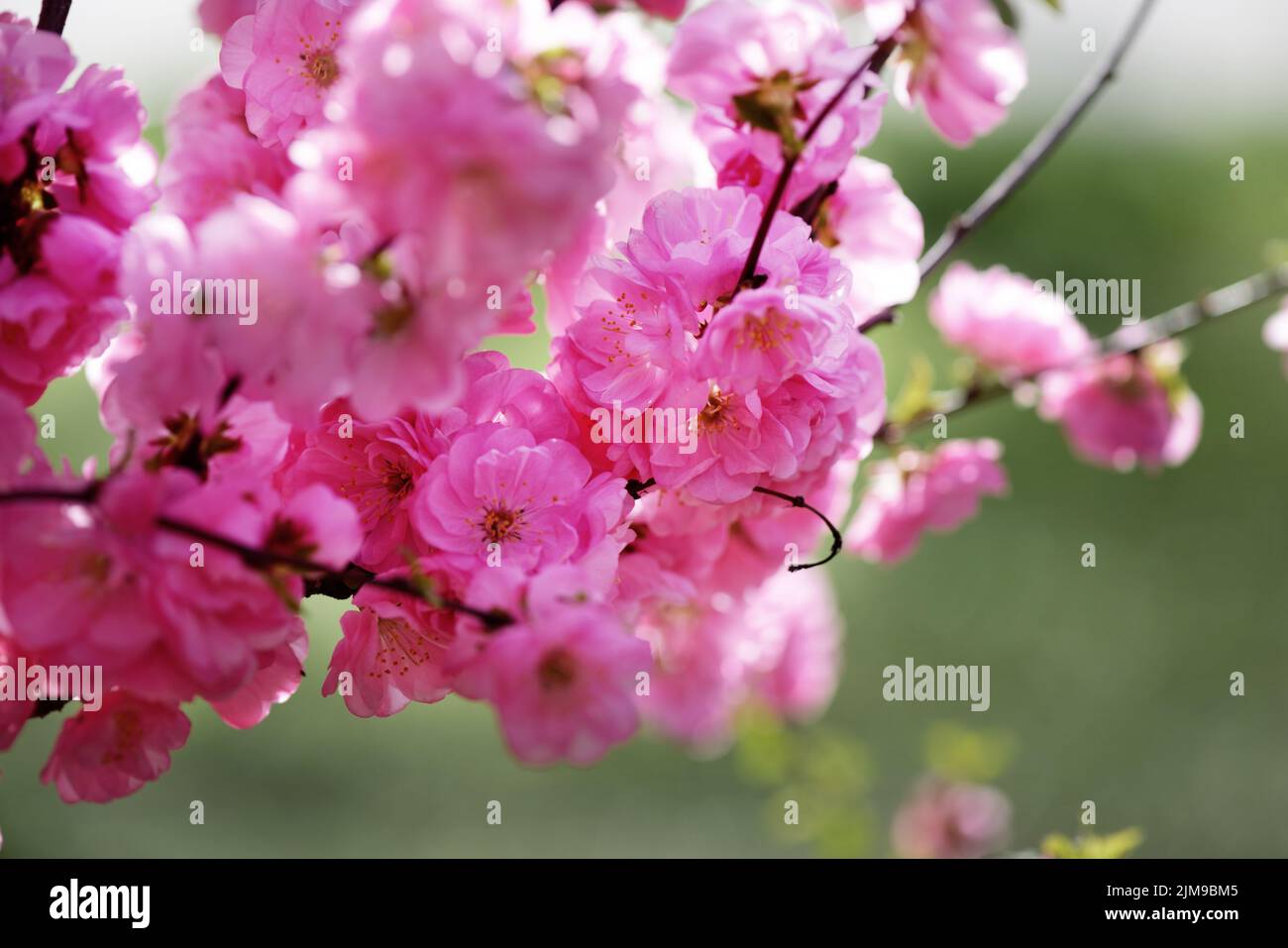 Rosa sakura Foto Stock