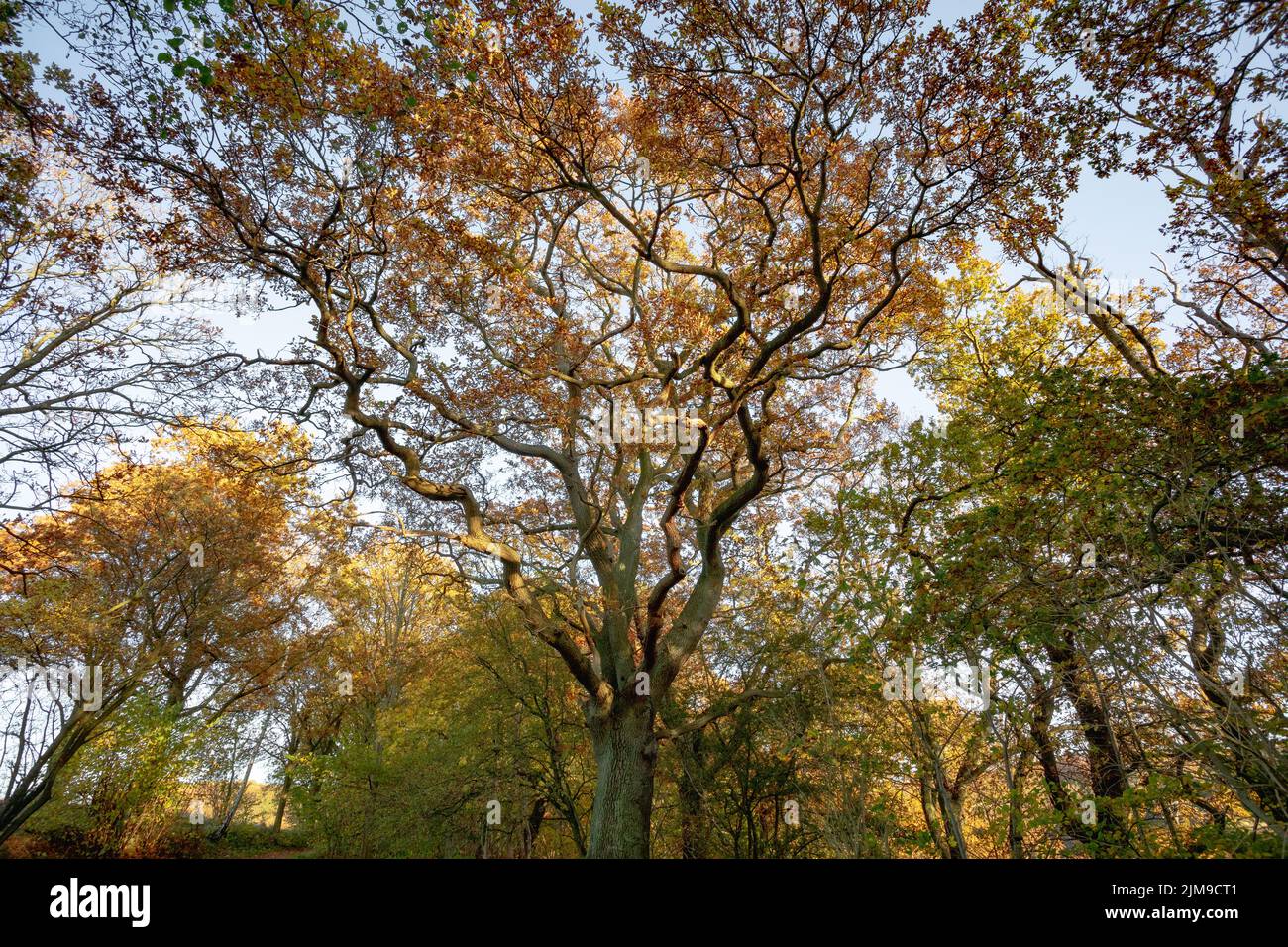Vecchi alberi con rami ondulati nella foresta nella regione della capitale della Danimarca Foto Stock