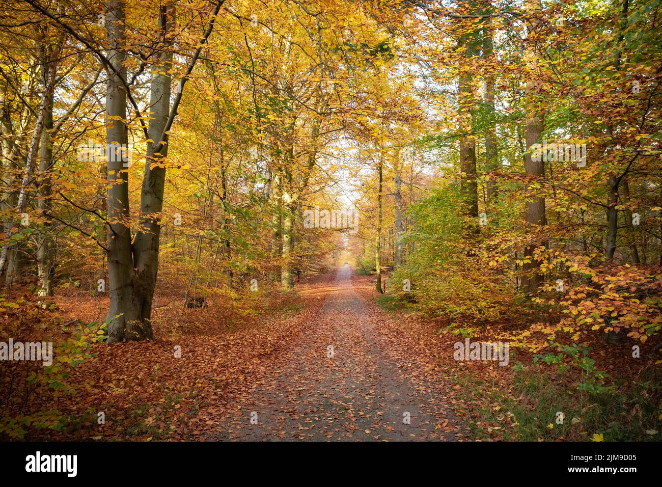 Stagione autunnale nella foresta danese vicino a Copenaghen Foto Stock