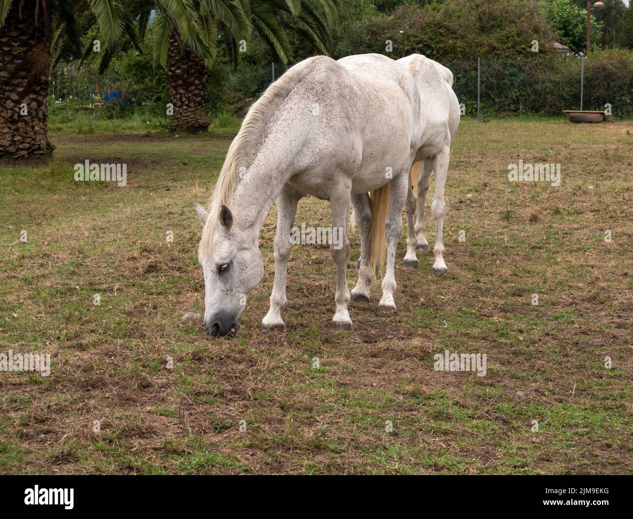 cavallo bianco che pascola nel campo Foto Stock