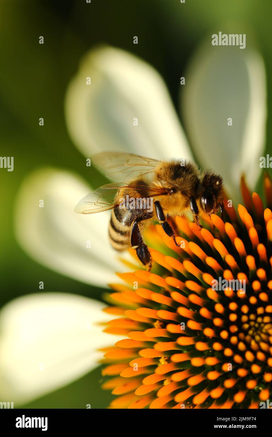 Ape su Echinacea purpurea 'Alba' Foto Stock