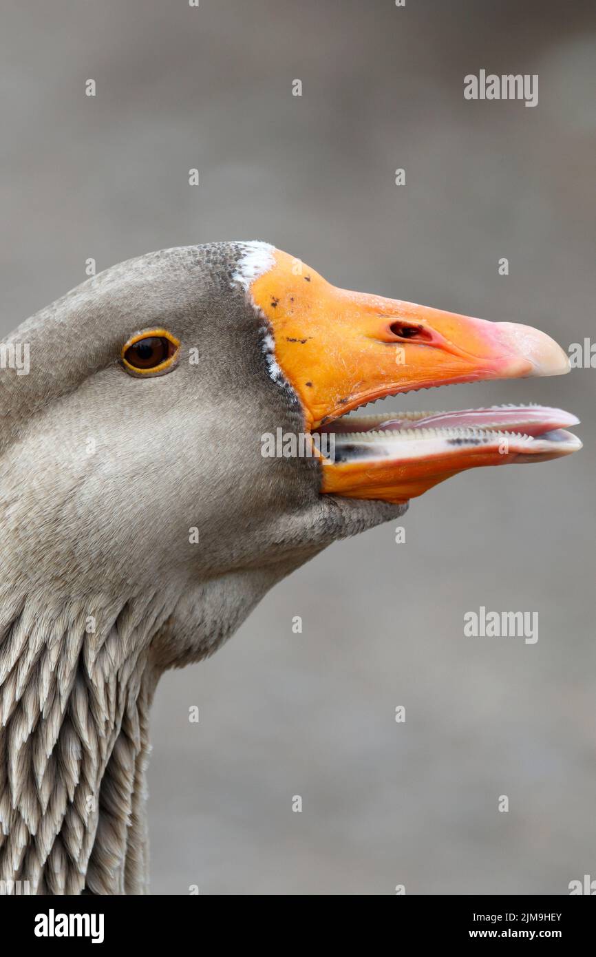 Vista del profilo di un'oca grigia (Anser-anser). Che è solo inviare un grido di avvertimento Foto Stock
