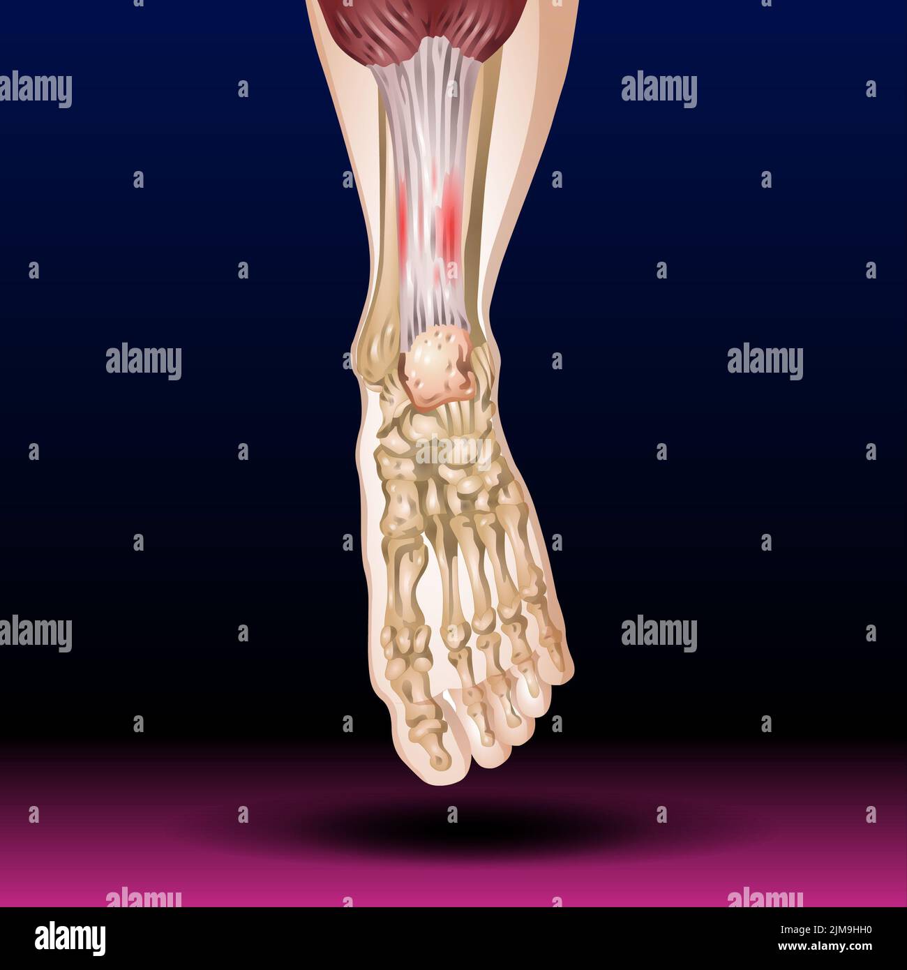 Ossa e muscoli della gamba anteriore umana Foto Stock