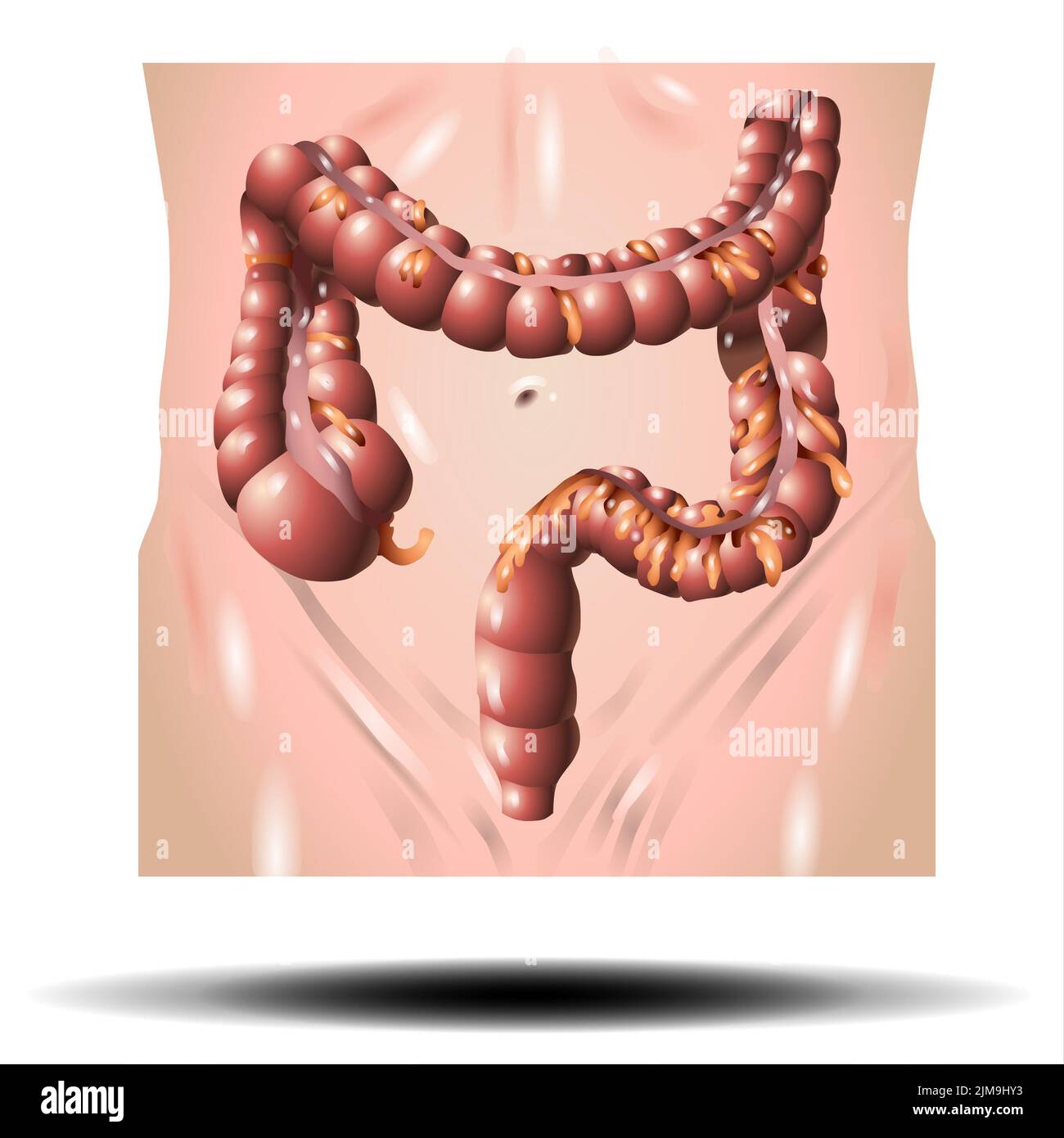 Anatomia del colon dell'intestino crasso su sfondo bianco Foto Stock