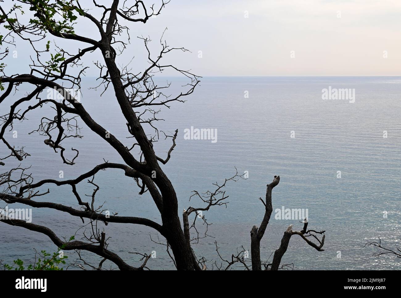Ramo di albero e una vista del Mare Adriatico in Montenegro in una giornata nuvolosa Foto Stock