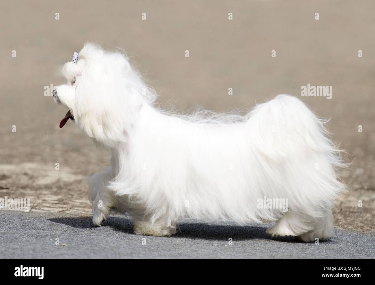 Maltese Terrier cane a piedi su sfondo sfocato Foto Stock