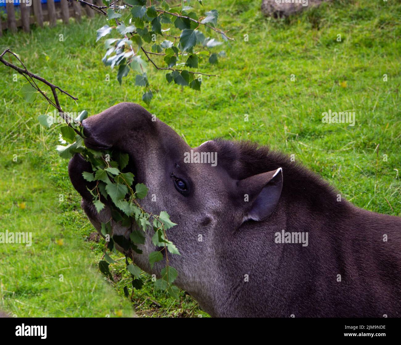 Il tapir sudamericano raggiunge per mangiare le foglie da un ramo che viene offerto Foto Stock