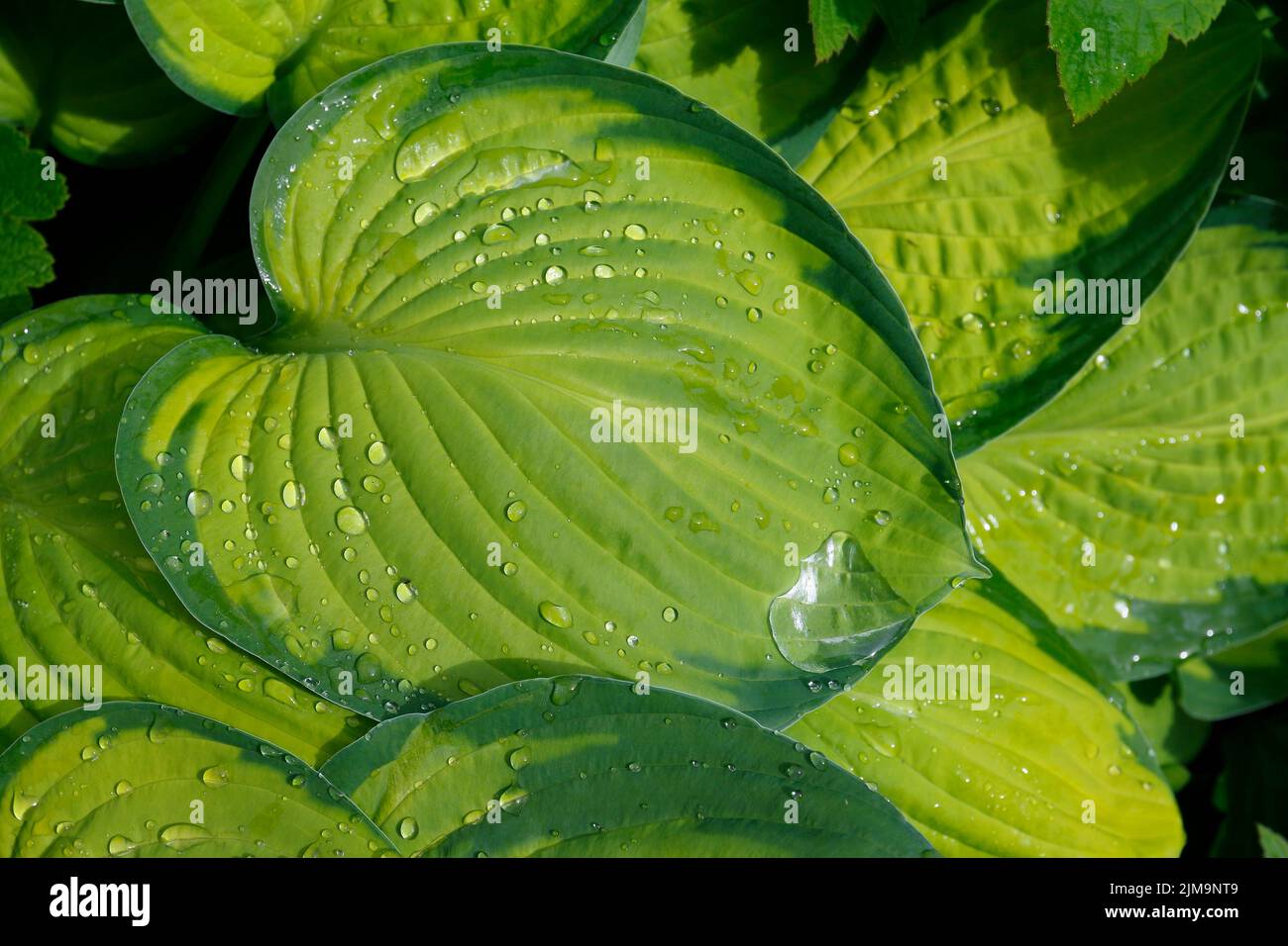 Hosta Liberty, giglio di pianta a foglie strette Foto Stock