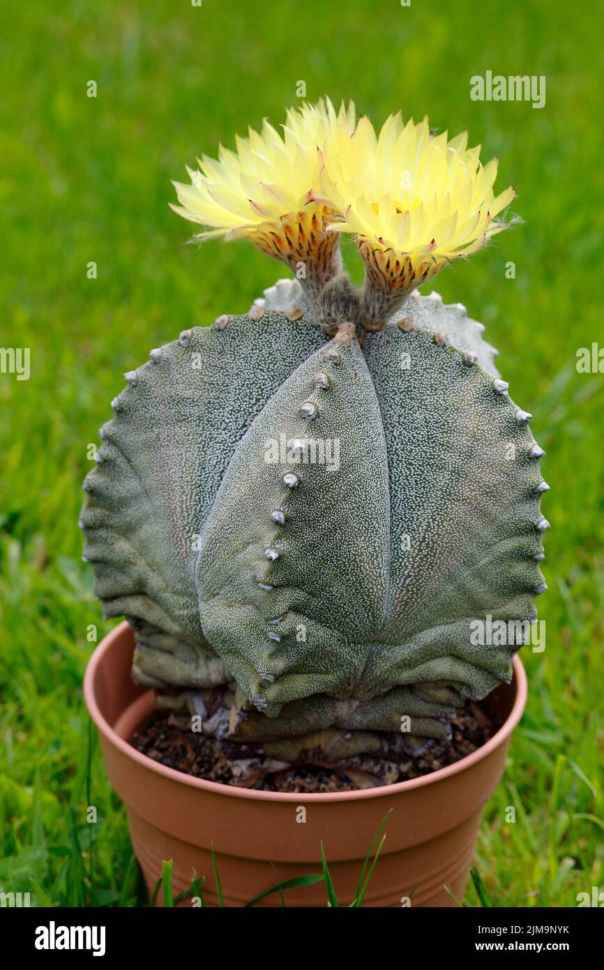 Astrophytum miriostigma, cactus del cappuccio del vescovo, cappello del  vescovo, cactus del mitro del vescovo che cresce nel prato Foto stock -  Alamy