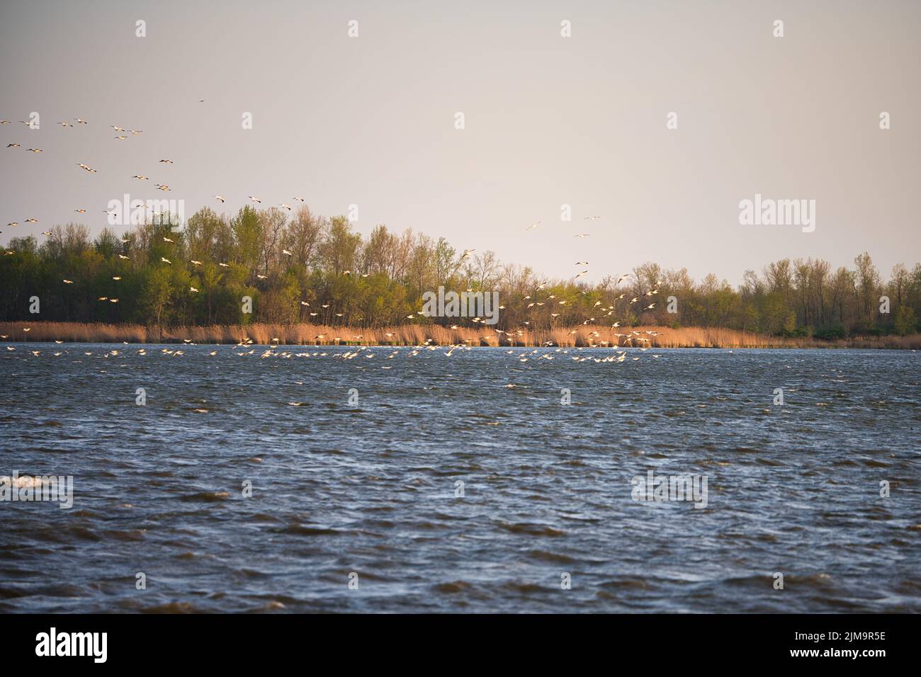 Una vista panoramica di un gregge di uccelli che volano sopra il lago Horseshoe Lechlade, Regno Unito Foto Stock