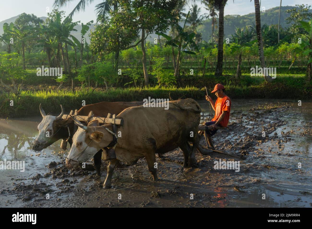 Un agricoltore aratri un risaie con l'aiuto di bufali, Indonesia. Foto Stock