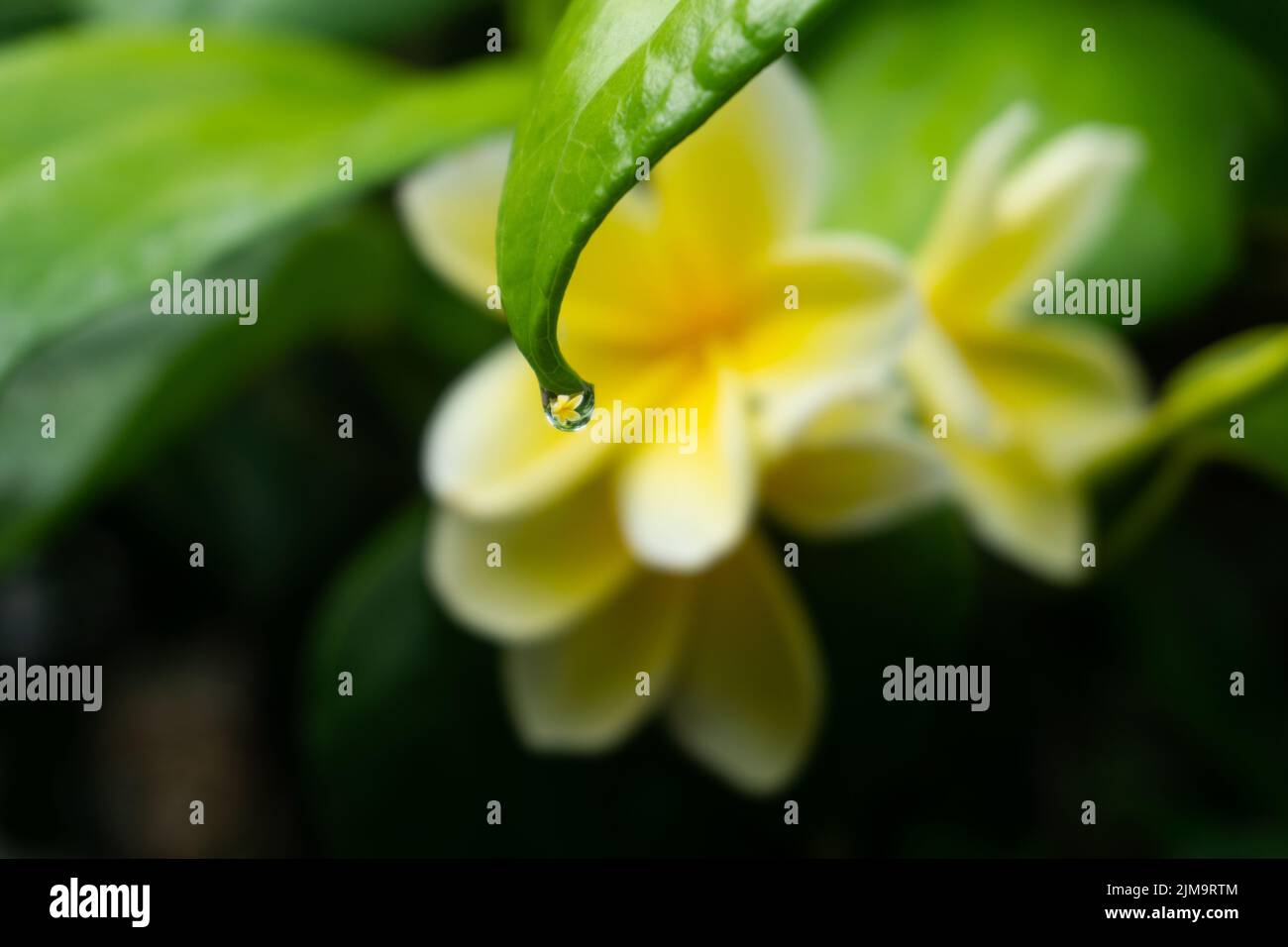 Fiori esotici provenienti da paesi tropicali. Fiore di Plumeria bianca gialla sul ramo con foglie verdi. Belle piante rare. Foto Stock