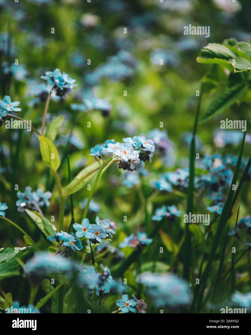 Un fuoco selettivo dei fiori dimentichi-me-non Foto Stock