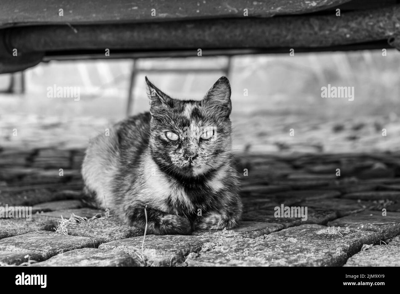 Gatto a terra, colpo in bianco e nero Foto Stock